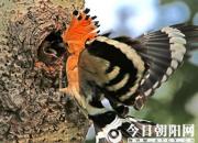 【今日朝陽(yáng)網(wǎng)】瑞鳥(niǎo)戴勝（吳歌）