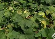 朝陽工校采取直播等多種方式促進(jìn)包扶村農(nóng)產(chǎn)品熱銷（毛翠麗）