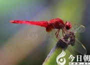 【今日朝陽(yáng)網(wǎng)】說(shuō)“捯動(dòng)”（吳歌）