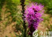 王維崔護求對（外一篇）（王中原）