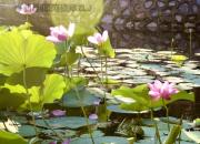 仿詩(shī)五首（王中原）