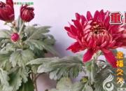 重陽節(jié)：祝天下老人健康長壽！