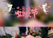 今日朝陽網(wǎng)祝所有女性朋友們節(jié)日快樂！