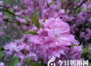 “沒璺兒”變“沒味兒”，“老悶兒”變“老妹兒”（王中原）