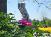 春滿校園花滿枝 心向陽(yáng)光攜愛行（李淑英）