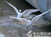 【今日朝陽(yáng)網(wǎng)】奇葩味覺(jué)：拗〔nào/ào〕（吳歌）