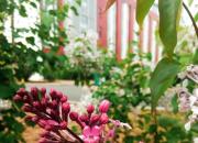 丁香花開香滿校園