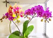 花姿百態(tài)——蝴蝶蘭（陳玉民）