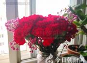 花姿百態(tài)——康乃馨（陳玉民）