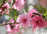 【朝陽工校精品專業(yè)推介】開智啟能、習禮尚美的農(nóng)林經(jīng)專業(yè)（二）