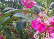 花姿百態(tài)——鳳仙花（陳玉民）