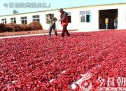 【中國(guó)農(nóng)民豐收節(jié)】金秋時(shí)節(jié) 稻谷飄香