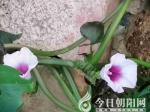 地瓜開(kāi)花別樣景（史慶友）