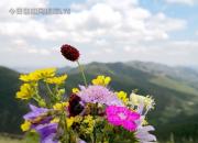 畫韻百媚——詩配畫巖崖春暖（陳玉民）