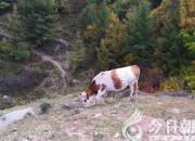 生肖百風——牛（文/陳玉民）