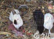 生肖百風——兔（文/陳玉民）