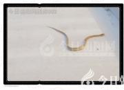 生肖百風——蛇（文/陳玉民）