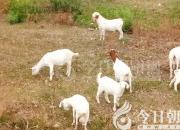 生肖百風——羊（文/陳玉民）