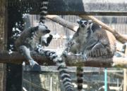 生肖百風——猴（文/陳玉民）