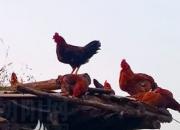 生肖百風——雞（文/陳玉民）