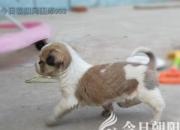 生肖百風——狗（文/陳玉民）