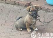 狗是人類(lèi)最真誠(chéng)的朋友（李梓萱）