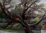 【畫意詩情·每周詩畫】賞《古木春風(fēng)黃葉村》（李剛 陳玉民）