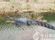 獸態(tài)百姿——鱷魚(yú)（詩(shī)/陳玉民）