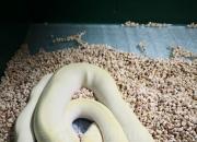 獸態(tài)百姿——蟒蛇（詩(shī)/陳玉民）