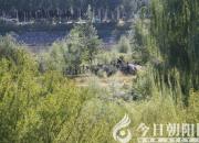 獸態(tài)百姿——非洲野牛（詩(shī)/陳玉民）