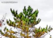 樹姿百貌——落葉松（詩/陳玉民）