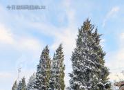 樹(shù)姿百貌——圓柏（詩(shī)/陳玉民）