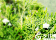 樹(shù)姿百貌——側(cè)柏（詩(shī)/陳玉民）