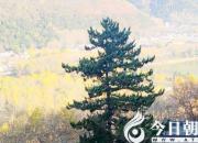 樹(shù)姿百貌——地柏（詩(shī)/陳玉民）