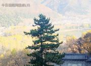 樹(shù)姿百貌——崖柏（詩(shī)/陳玉民）