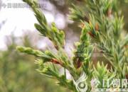 樹(shù)姿百貌——杉樹(shù)（詩(shī)/陳玉民）