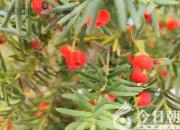 樹(shù)姿百貌——紅豆杉（詩(shī)/陳玉民）