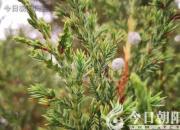 樹(shù)姿百貌——銀杉（詩(shī)/陳玉民）