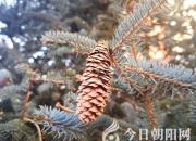 樹(shù)姿百貌——冷杉（詩(shī)/陳玉民）