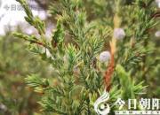 樹(shù)姿百貌——水杉（詩(shī)/陳玉民）