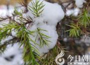 樹(shù)姿百貌——黃杉（詩(shī)/陳玉民）