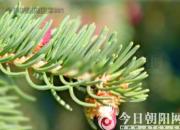 樹(shù)姿百貌——云杉（詩(shī)/陳玉民）