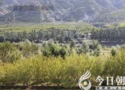 樹(shù)姿百貌——篦子三尖杉（詩(shī)/陳玉民）