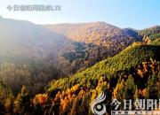 樹(shù)姿百貌——紅檜（詩(shī)/陳玉民）