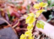 樹(shù)姿百貌——榆樹(shù)（詩(shī)/陳玉民）