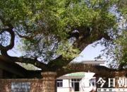 樹(shù)姿百貌——榔榆（詩(shī)/陳玉民）