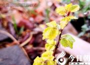 樹(shù)姿百貌——中華金葉榆（詩(shī)/陳玉民）