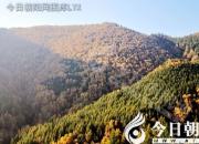 樹(shù)姿百貌——裂葉榆（詩(shī)/陳玉民）