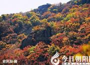 樹(shù)姿百貌——大果榆（詩(shī)/陳玉民）