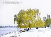 樹(shù)姿百貌——柳樹(shù)（詩(shī)/陳玉民）